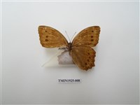 藏品(褐翅蔭眼蝶)的圖片